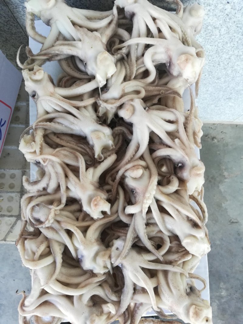 鱿鱼须鱿鱼头，机洗头，纯干鱿鱼头鱿鱼须各种规格，品质保证