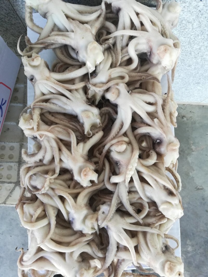 鱿鱼须鱿鱼头，机洗头，纯干鱿鱼头鱿鱼须各种规格，品质保证