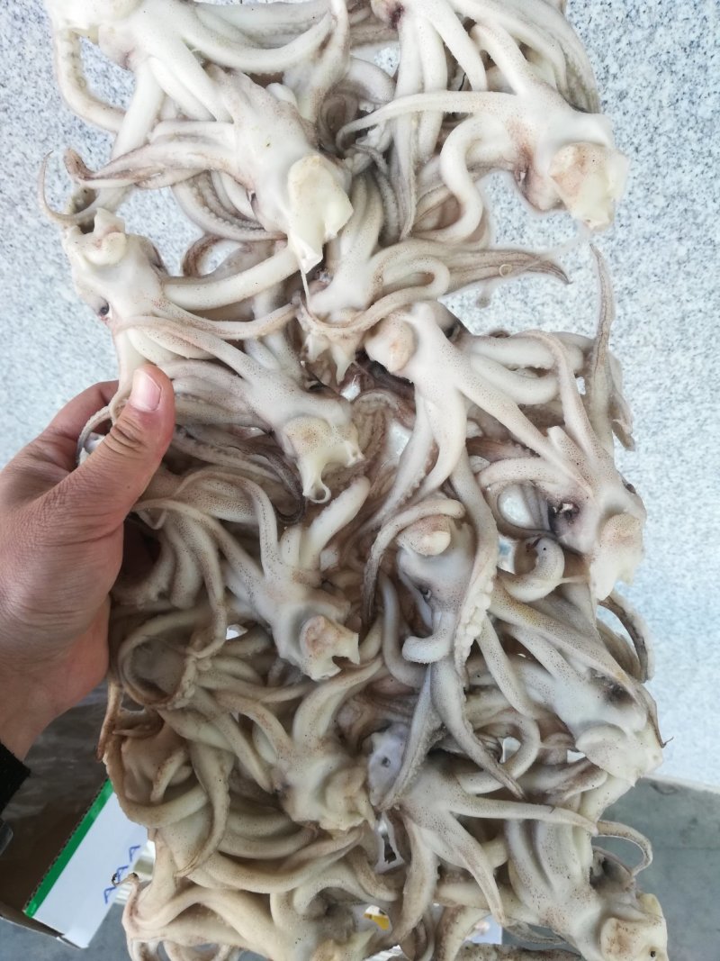 鱿鱼须鱿鱼头，机洗头，纯干鱿鱼头鱿鱼须各种规格，品质保证