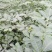 中花吴茱萸苗