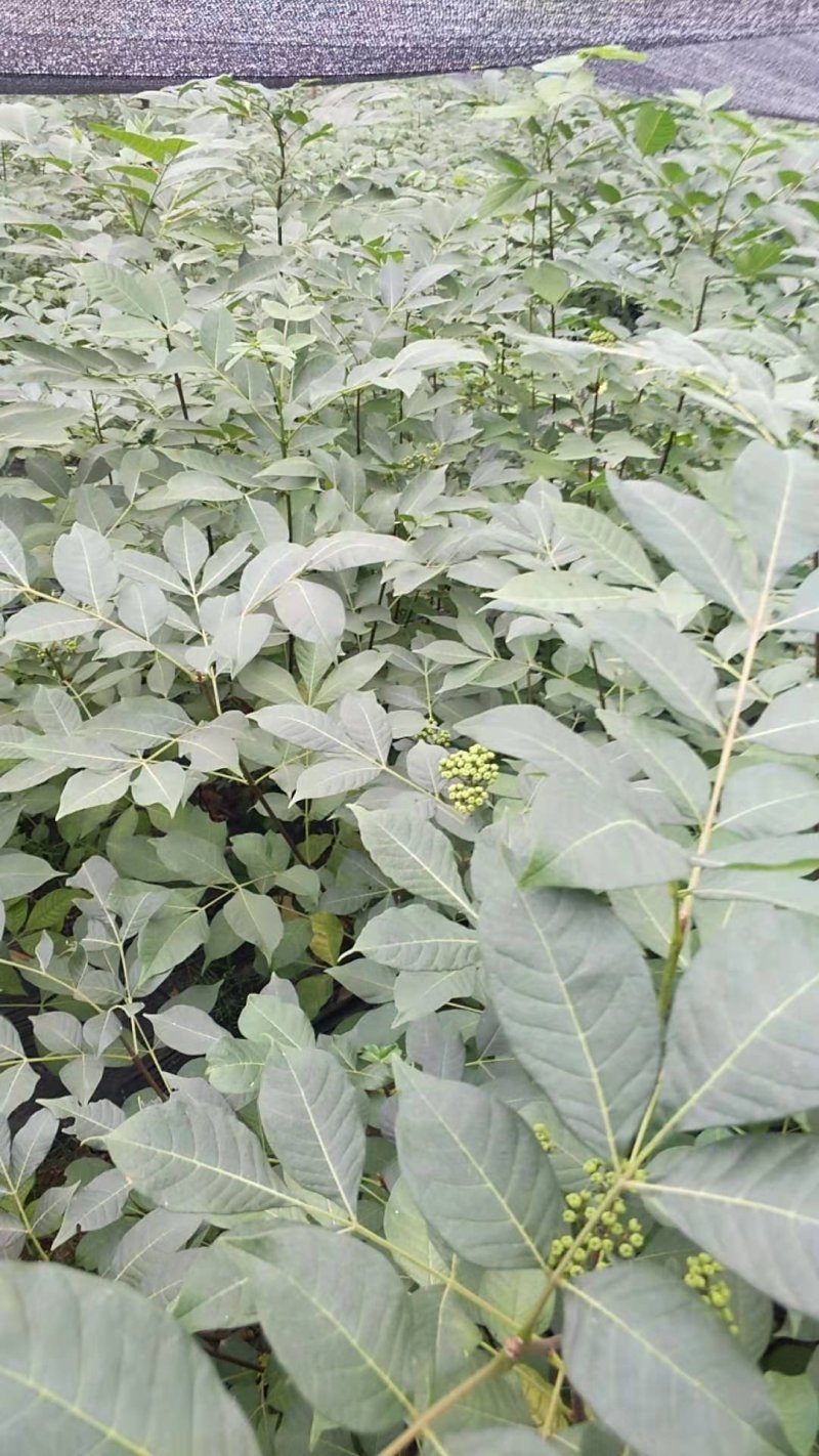中花吴茱萸苗