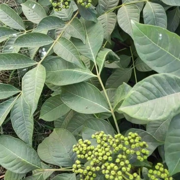中花吴茱萸