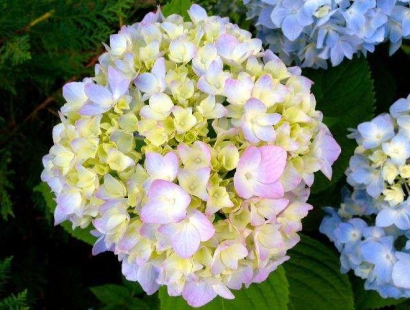 绣球花当年开花绣球花苗盆栽无尽夏绣球室内阳台花卉