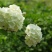 绣球花当年开花绣球花苗盆栽无尽夏绣球室内阳台花卉