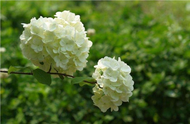 绣球花当年开花绣球花苗盆栽无尽夏绣球室内阳台花卉