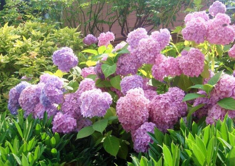 绣球花当年开花绣球花苗盆栽无尽夏绣球室内阳台花卉