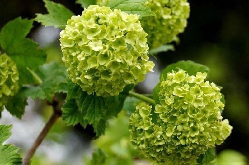 绣球花当年开花绣球花苗盆栽无尽夏绣球室内阳台花卉