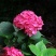 绣球花当年开花绣球花苗盆栽无尽夏绣球室内阳台花卉