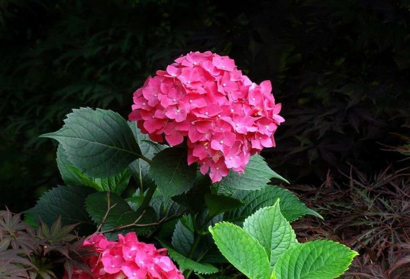 绣球花当年开花绣球花苗盆栽无尽夏绣球室内阳台花卉