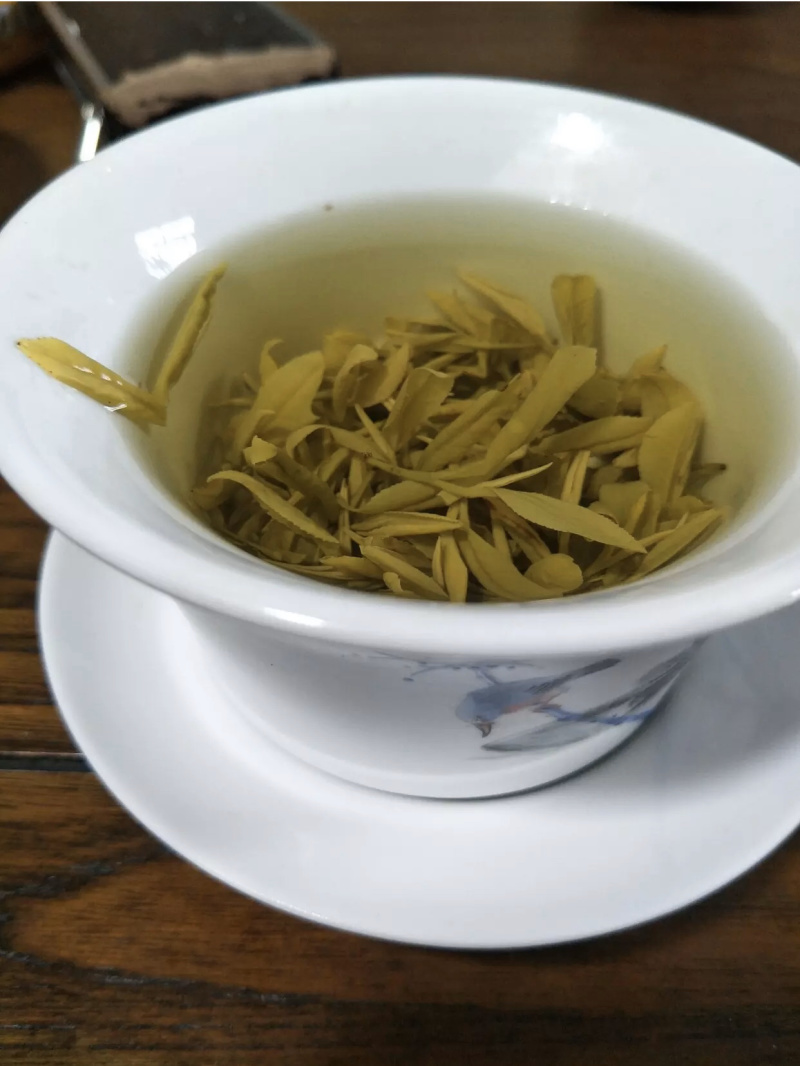 黄金叶茶苗，黄金芽