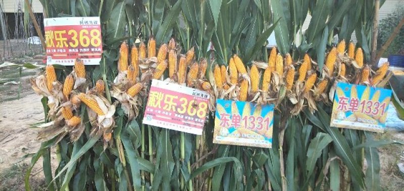 玉米种2017年国审品种秋乐368