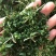 野生海金沙藤草500g包邮化结石茶左转藤荽珍冬毛铁线藤