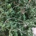 野生海金沙藤草500g包邮化结石茶左转藤荽珍冬毛铁线藤