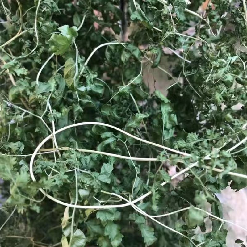 野生海金沙藤草500g包邮化结石茶左转藤荽珍冬毛铁线藤