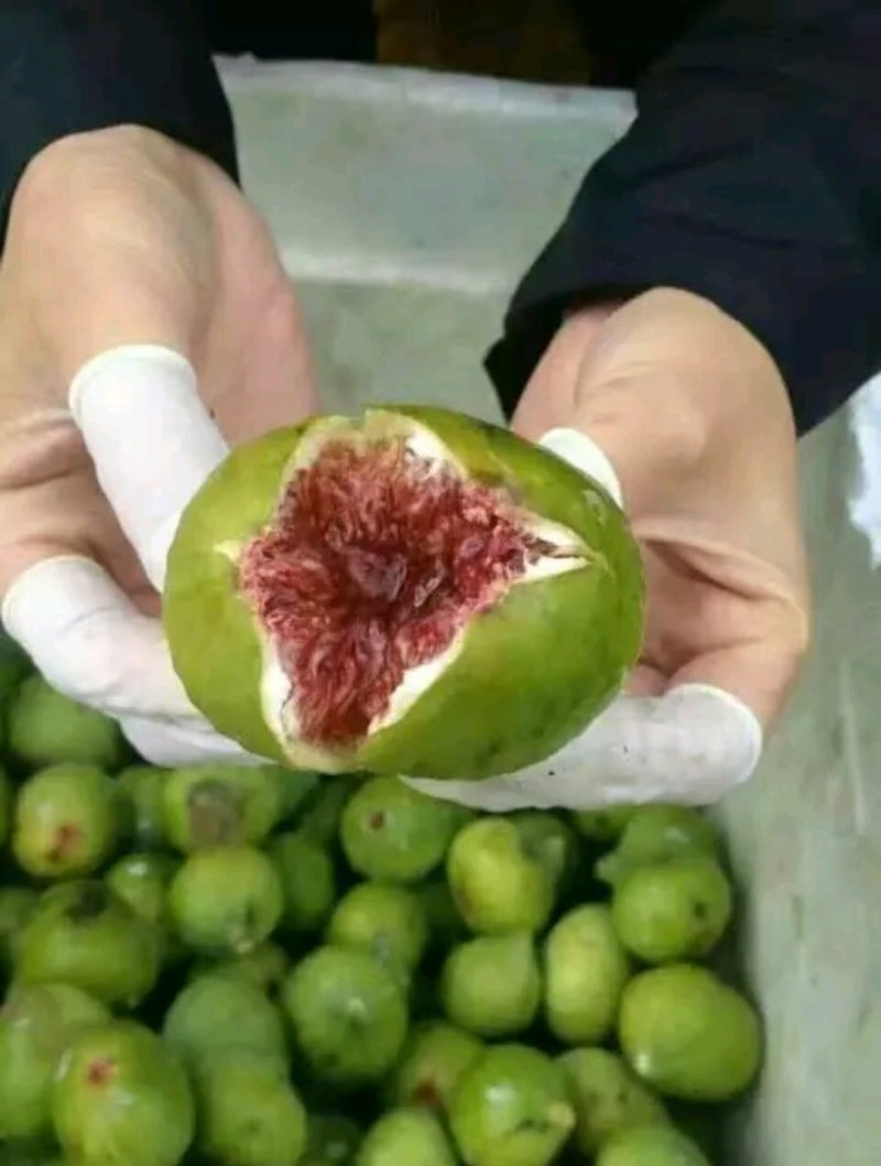 无花果树苗，布兰瑞克，波姬红，青皮，金傲芬无花果树苗。