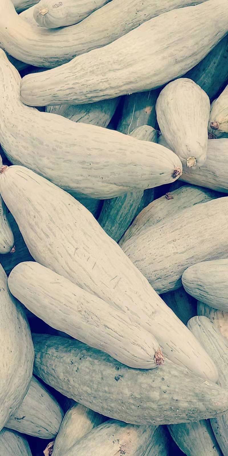 新疆长香栗南瓜！货源300吨！