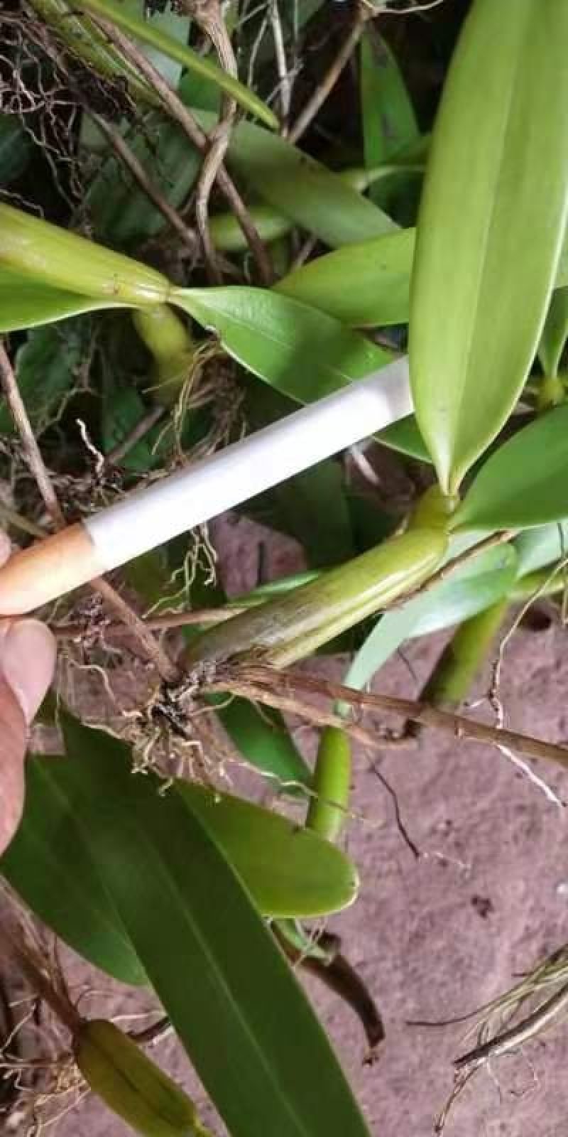 石橄榄