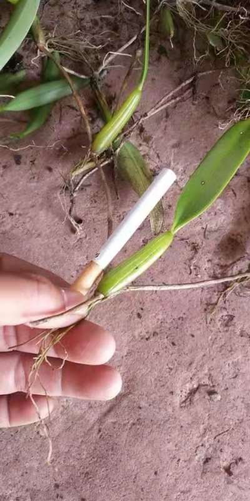 石橄榄