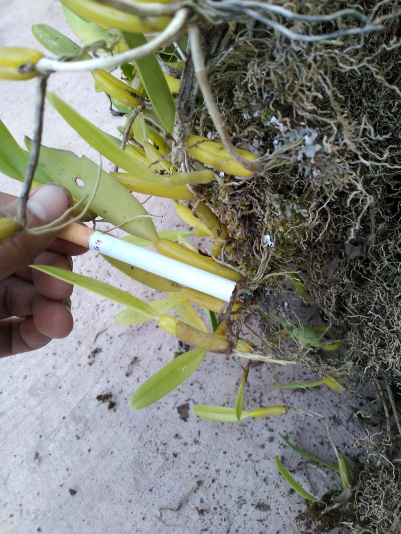 石橄榄