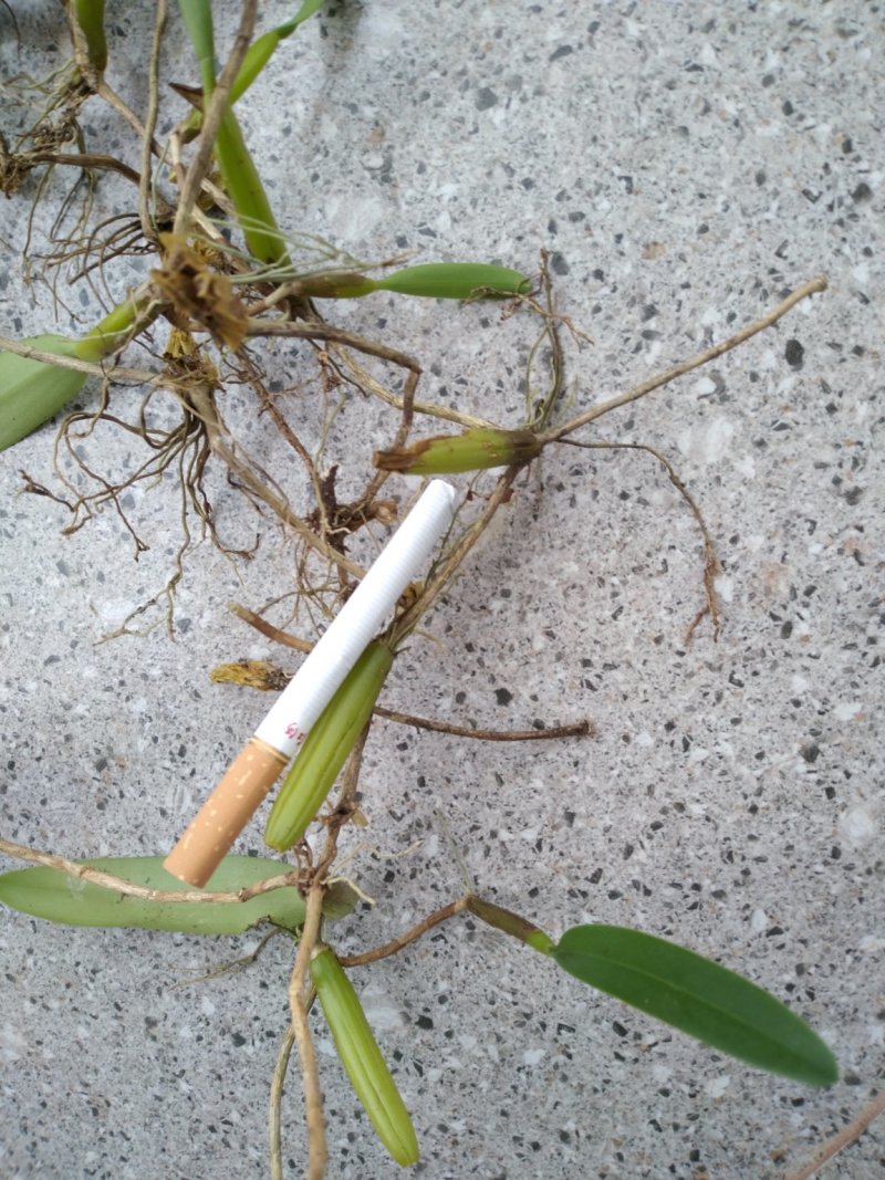 石橄榄