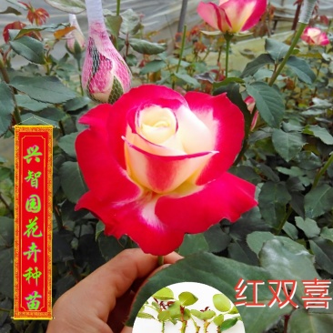 香水玫瑰红双喜扦插苗基地自产自销花卉种苗