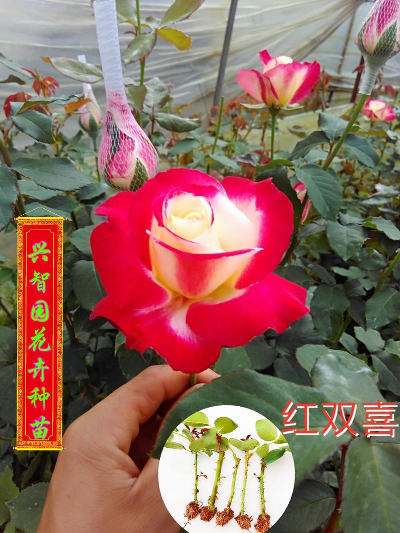 香水玫瑰红双喜扦插苗基地自产自销花卉种苗