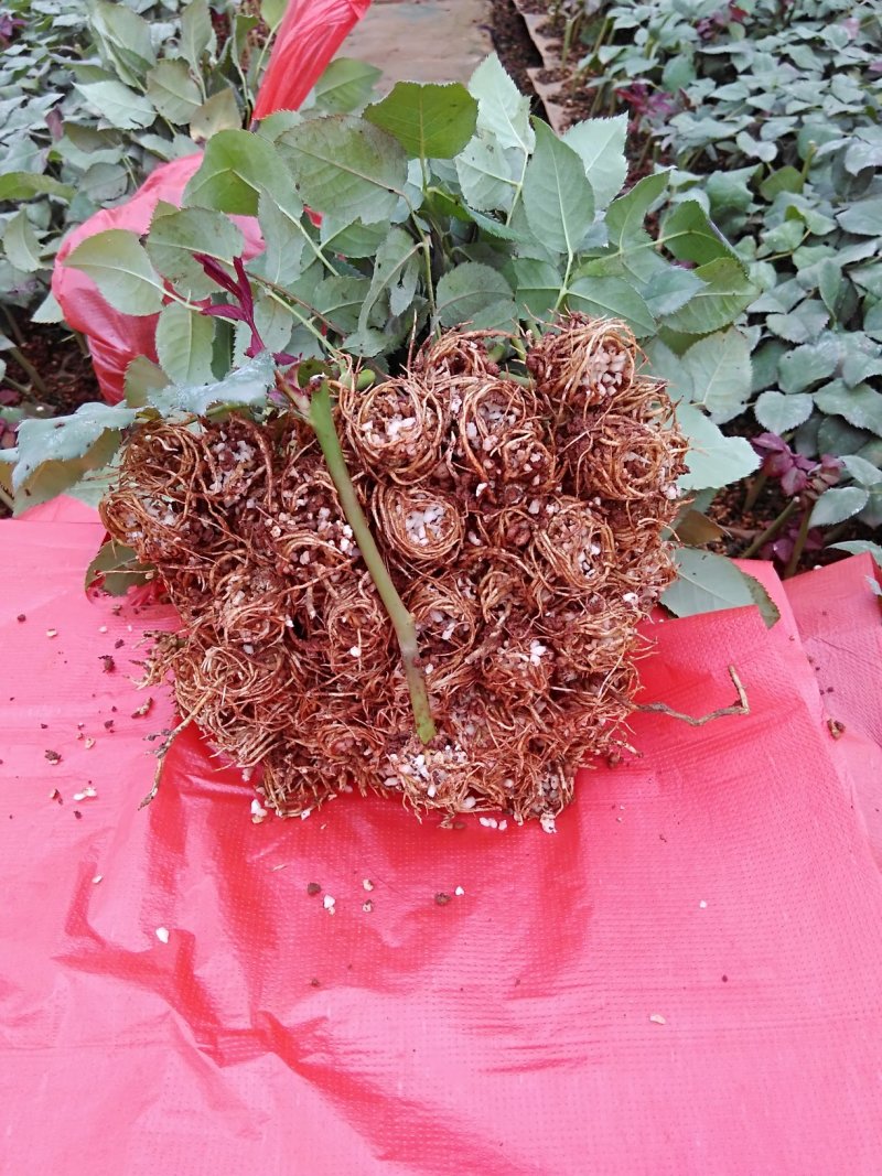 香水玫瑰红双喜扦插苗基地自产自销花卉种苗