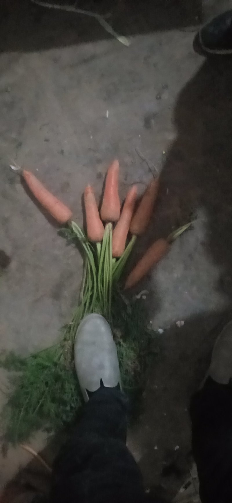 胡萝卜