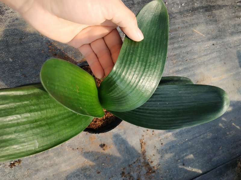 君子兰特价苗种植户直销一手货源货量充足运费便宜视频看苗