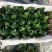 君子兰特价苗种植户直销一手货源货量充足运费便宜视频看苗