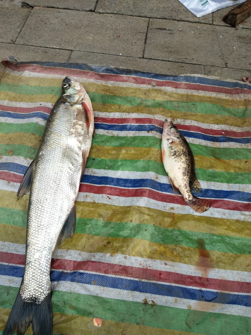 伍老大野生鱼🐟
