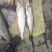 伍老大野生鱼🐟