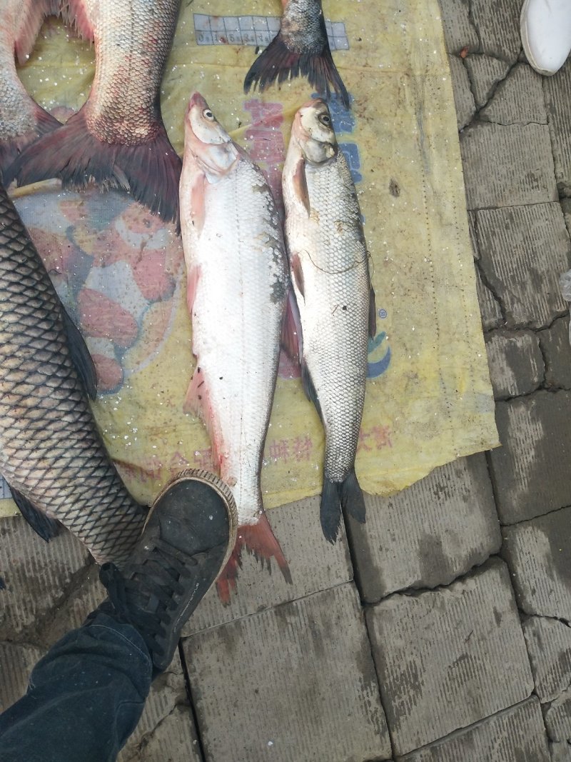 伍老大野生鱼🐟
