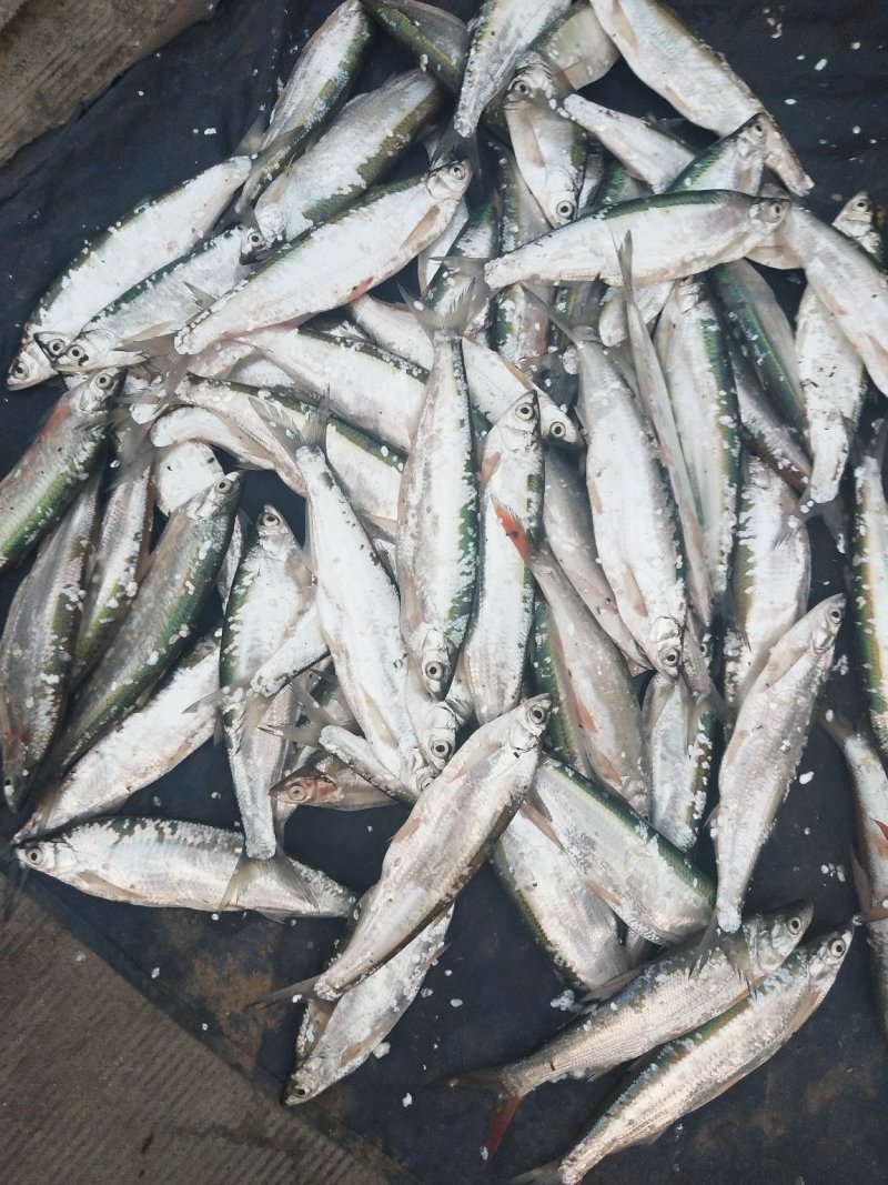 伍老大野生鱼🐟
