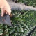 君子兰特价苗种植户直销一手货源货量充足运费便宜视频看苗