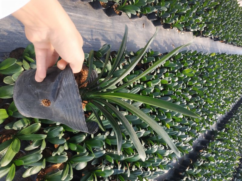 君子兰特价苗种植户直销一手货源货量充足运费便宜视频看苗