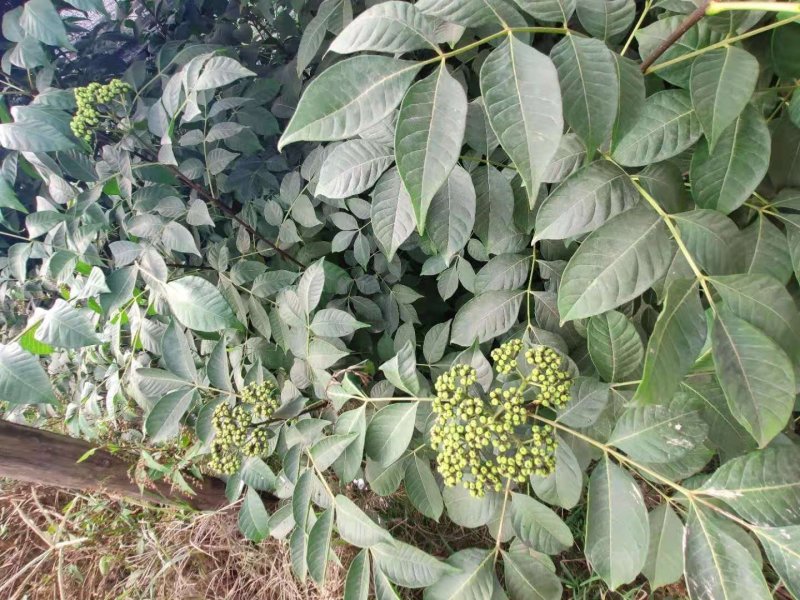 （包邮）正宗中花吴茱萸苗品种可出口东南亚一年苗就结果