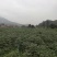 （包邮）正宗中花吴茱萸苗品种可出口东南亚一年苗就结果