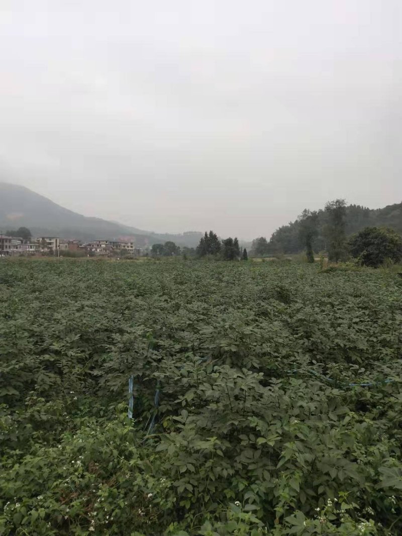 （包邮）正宗中花吴茱萸苗品种可出口东南亚一年苗就结果
