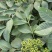 （包邮）正宗中花吴茱萸苗品种可出口东南亚一年苗就结果