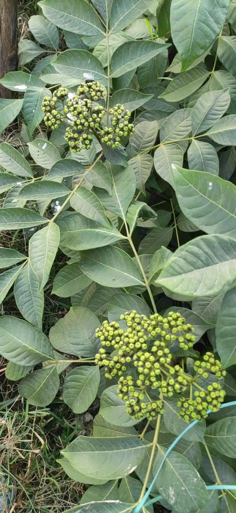 （包邮）正宗中花吴茱萸苗品种可出口东南亚一年苗就结果