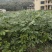 （包邮）正宗中花吴茱萸苗品种可出口东南亚一年苗就结果