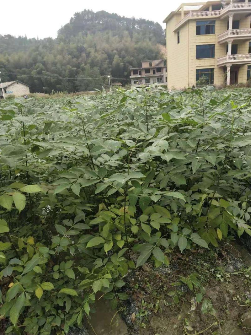 （包邮）正宗中花吴茱萸苗品种可出口东南亚一年苗就结果