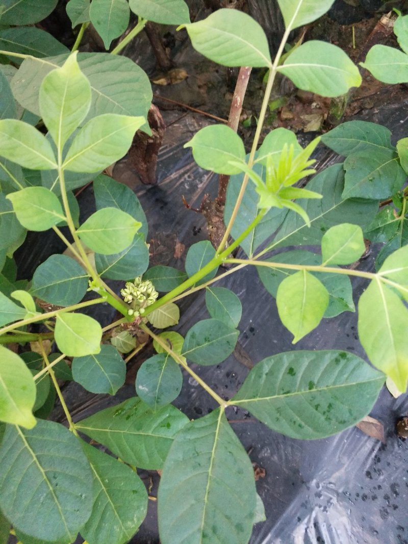（包邮）正宗中花吴茱萸苗品种可出口东南亚一年苗就结果