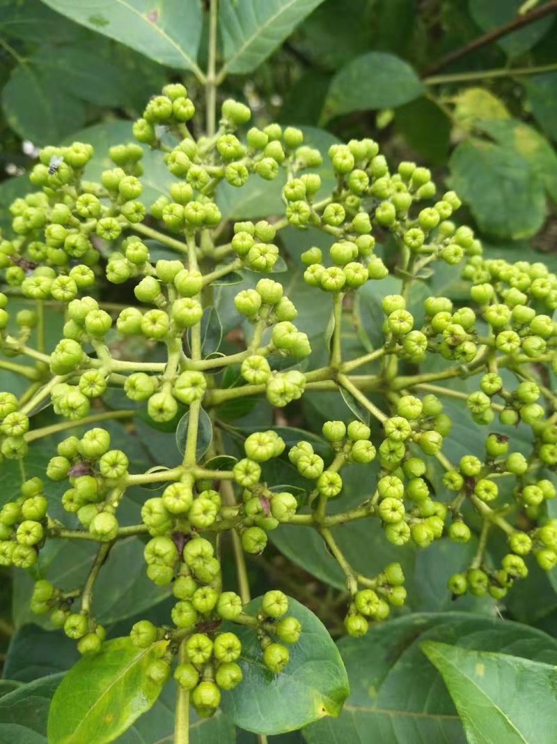 （包邮）正宗中花吴茱萸苗品种可出口东南亚一年苗就结果