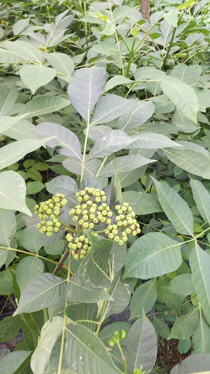 （包邮）正宗中花吴茱萸苗品种可出口东南亚一年苗就结果