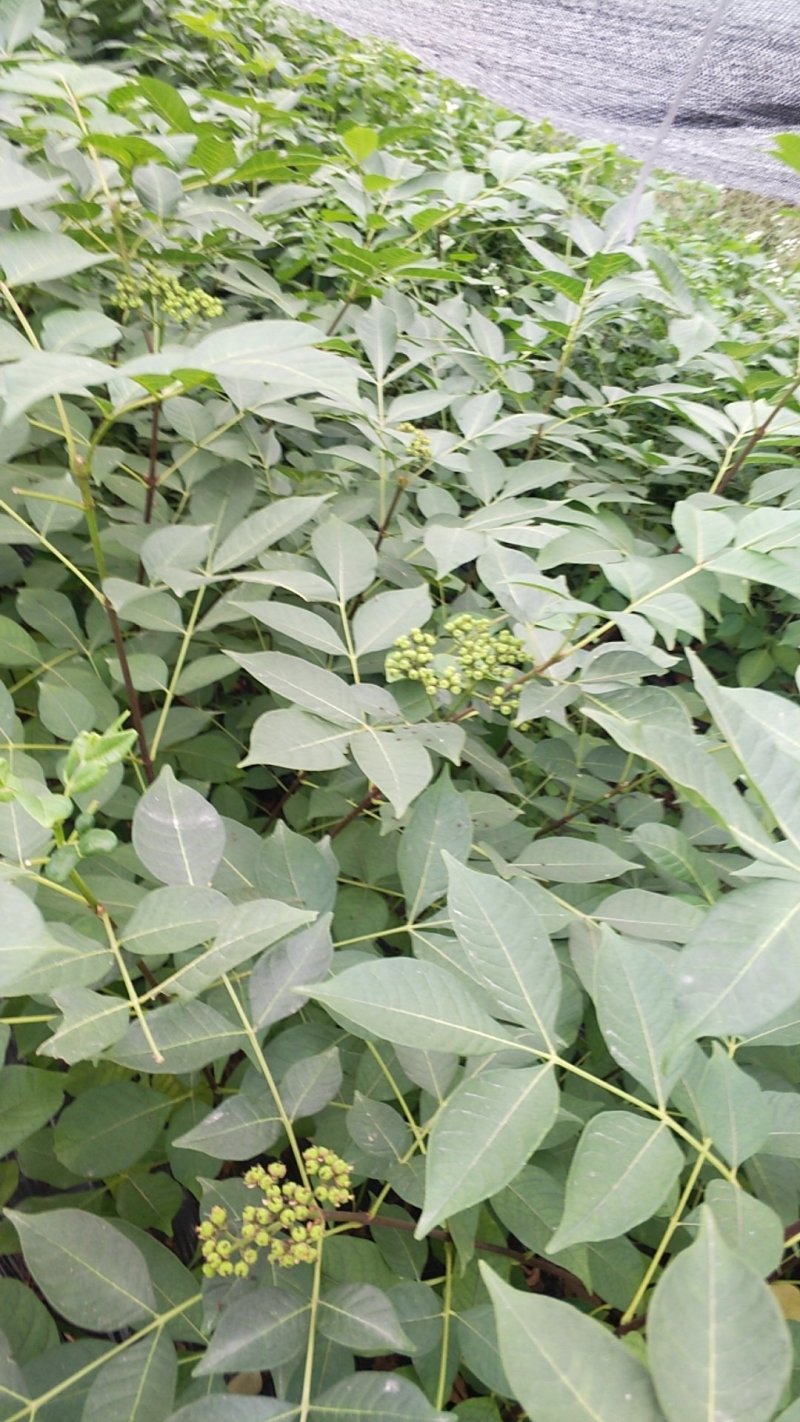 （包邮）正宗中花吴茱萸苗品种可出口东南亚一年苗就结果