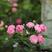 蔷薇苗爬藤蔷薇庭园种植围墙护栏种植四季变色植物