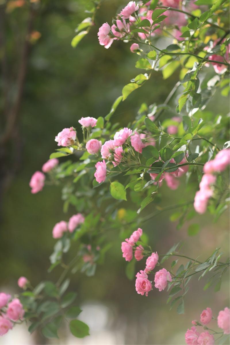蔷薇苗爬藤蔷薇庭园种植围墙护栏种植四季变色植物