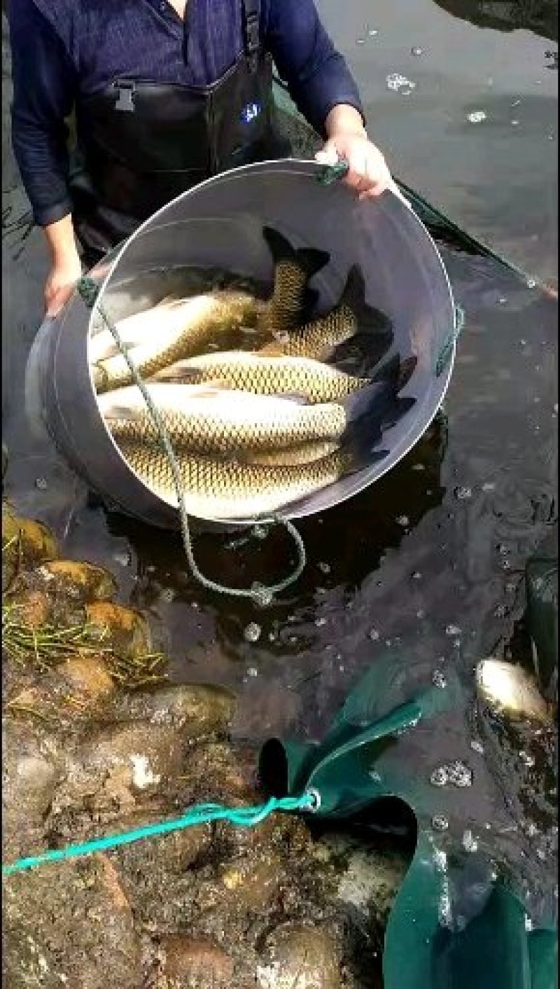 脆鲩鱼:优质活水沙石底养殖5年以上！